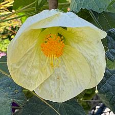 ABUTILON hybrid 'Lemon Sorbet', Flowering Maple, Chinese Lantern