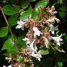 ABELIA 'Edward Goucher', Abelia