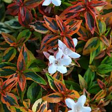 ABELIA x grandiflora 'Kaleidoscope', Abelia