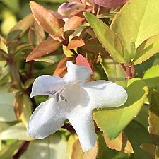 ABELIA x grandiflora 'Paradise Punch', Abelia