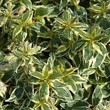 TEUCRIUM chamaedrys 'Alba', White Wall Germander