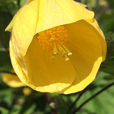 ABUTILON x hybridum 'Apollo', Flowering Maple, Chinese Lantern