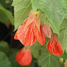 ABUTILON x hybridum 'Cristina', Flowering Maple, Chinese Lantern