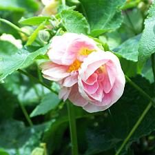 ABUTILON 'Double Pink', Flowering Maple, Chinese Lantern