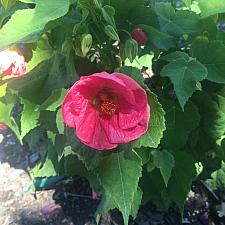 ABUTILON 'Kristin's Pink', Flowering Maple, Chinese Lantern