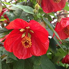 ABUTILON 'Lucky Lantern Red', Dwarf Flowering Maple, Chinese Lantern