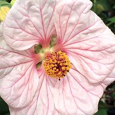 ABUTILON 'Mobile Pink', Flowering Maple, Chinese Lantern