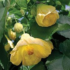 ABUTILON x hybridum 'Moonchimes', Flowering Maple, Chinese Lantern