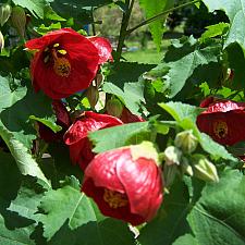 ABUTILON x hybridum 'Nabob', Flowering Maple, Chinese Lantern