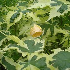 ABUTILON x hybridum 'Savitzii', Flowering Maple, Chinese Lantern