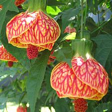 ABUTILON 'Tiger Eye', Flowering Maple, Chinese Lantern