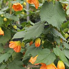 ABUTILON 'Victor Reiter', Flowering Maple, Chinese Lantern