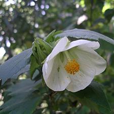 ABUTILON x hybridum 'White', Flowering Maple, Chinese Lantern