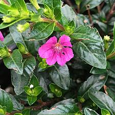 CUPHEA FloriGlory 'Diana', Mexican Heather