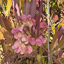 DODONAEA viscosa 'Purpurea', Purple Hop Bush, Hopseed Bush