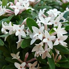 DAPHNE 'Eternal Fragrance', Daphne