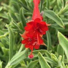 EPILOBIUM canum ssp. Canum, California Fuchsia or Hummingbird Flower