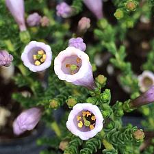 FABIANA imbricata violacea, False Heather, Chilean Heather