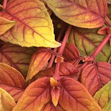 FUCHSIA hybrid 'Autumnale', Fuchsia