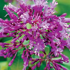 FUCHSIA hybrid 'Blutini', Mexican Blueberry