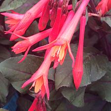 FUCHSIA triphylla 'Gartenmeister Bonstedt', Honeysuckle Fuchsia