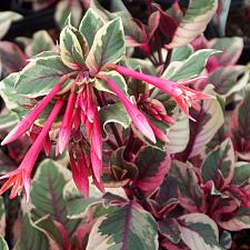 FUCHSIA triphylla 'Firecracker', Variegated Honeysuckle Fuchsia