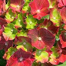 HYDRANGEA macrophylla HI 'Fire', Big Leaf, Garden, Florist or French Hydrangea