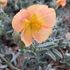 HELIANTHEMUM 'Cheviot', Sunrose