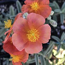 HELIANTHEMUM 'Fire Dragon', Sunrose