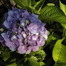 HYDRANGEA macrophylla 'Penny Mac', Mophead Hydrangea