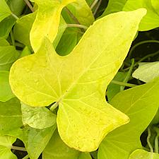 IPOMOEA batatas 'Margarita', Sweet Potato Vine