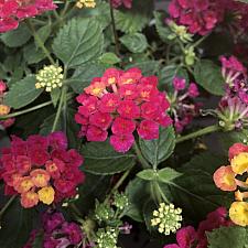 LANTANA camara 'Bandana Cherry', Weeping or Trailing Lantana, Polecat Geranium