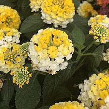 LANTANA camara 'Bandana Lemon Zest', Weeping or Trailing Lantana, Polecat Geranium