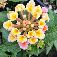 LANTANA camara 'Bandana Peach', Weeping or Trailing Lantana, Polecat Geranium