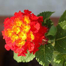 LANTANA 'Dallas Red', Weeping or Trailing Lantana, Polecat Geranium