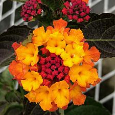 LANTANA camara 'Irene', Weeping or Trailing Lantana, Polecat Geranium