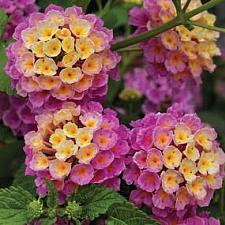 LANTANA camara 'Bandana Landscape Pink', Weeping or Trailing Lantana, Polecat Geranium