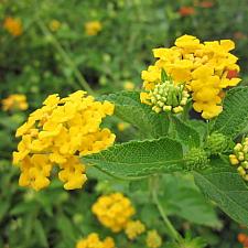 LANTANA montevidensis 'New Gold', Weeping or Trailing Lantana, Polecat Geranium