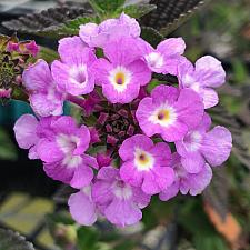 LANTANA montevidensis, Weeping or Trailing Lantana, Polecat Geranium