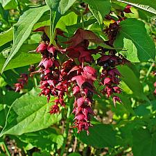 LEYCESTERIA 'Jealousy', Himalayan Honeysuckle