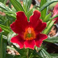 MIMULUS Mai Tai 'Red', Bush or Sticky Monkey Flower