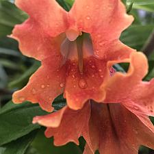 MIMULUS 'Pat's Best', Bush or Sticky Monkey Flower