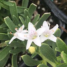 MYOPORUM parvifolium 'Davis', Creeping Boobialla