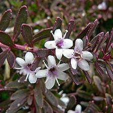 MYOPORUM parvifolium 'Red Leaf Form', Creeping Boobialla