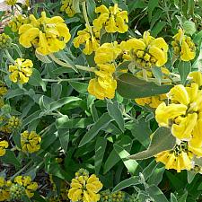 PHLOMIS fruticosa, Jerusalem Sage