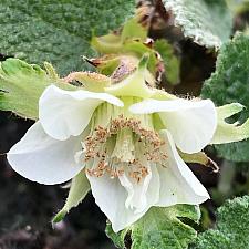 RUBUS pentalobus (syn. R. calycinoides, R. fockeanus), Bramble, Creeping Raspberry