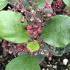 RIBES viburnifolium, Catalina Currant, Island Gooseberry