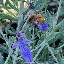 TEUCRIUM fruticans 'Curacao' (= 'Ventecu'), Bush Germander, Shrubby Germander