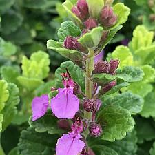 TEUCRIUM chamaedrys 'Summer Sunshine', Wall Germander