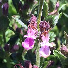 TEUCRIUM chamaedrys 'Prostratum', Dwarf Wall Germander